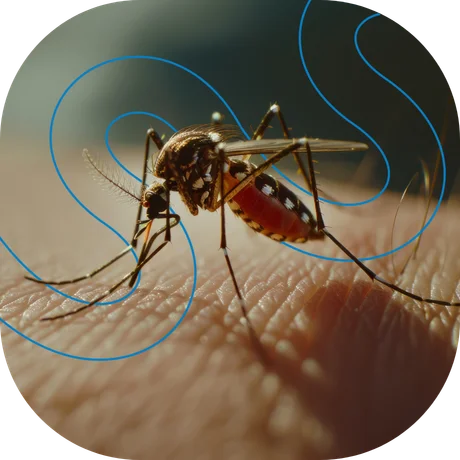 vacina dengue